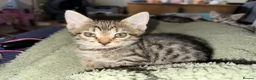 Bengal cats for sale: Cashmere bengals - Advert 4