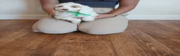 Cockapoo dogs for sale: Cockapoo puppies  - Advert 7