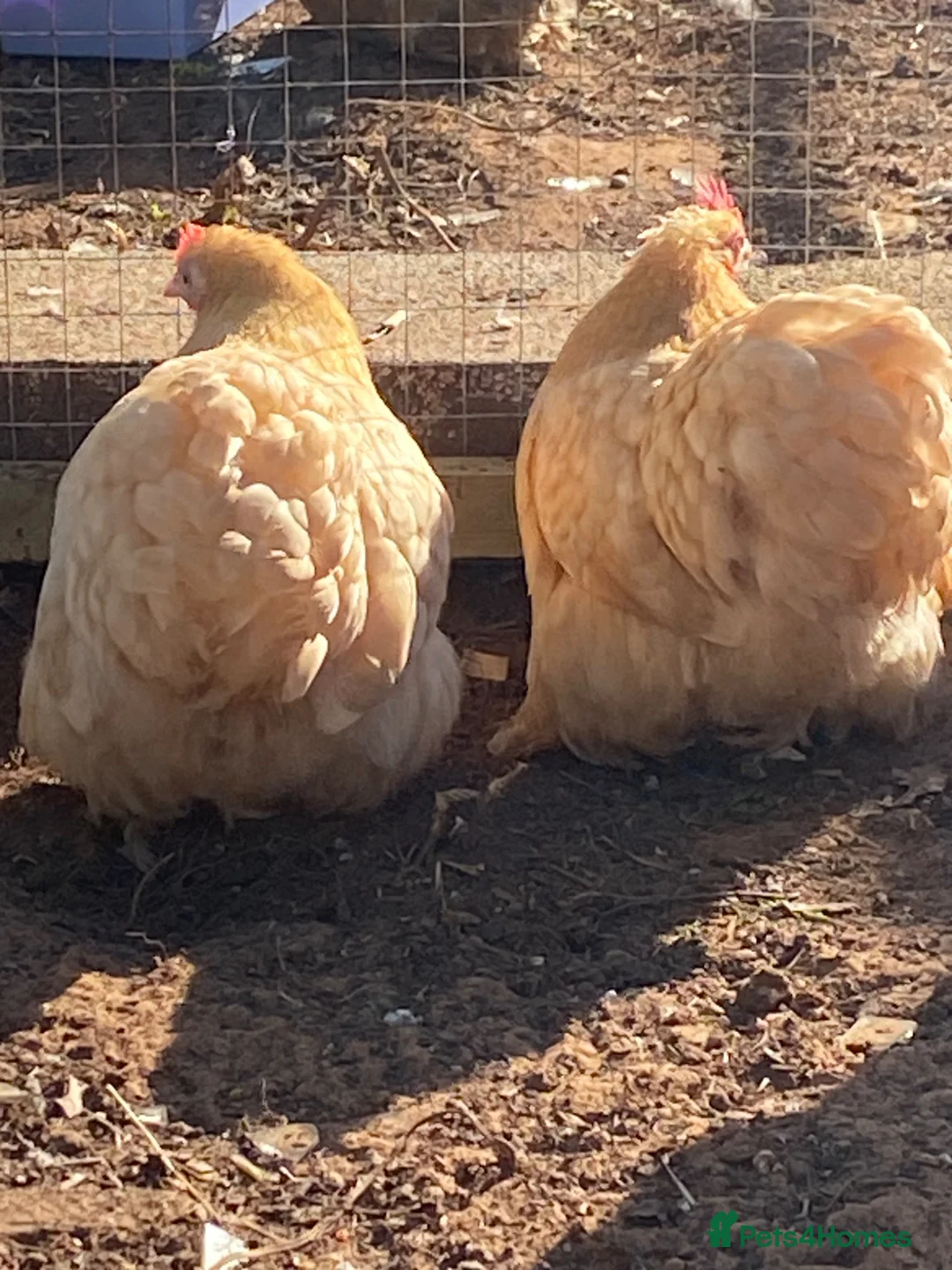 Chickens poultry for sale: Pure breed Peking Bantams for sale - Advert 9