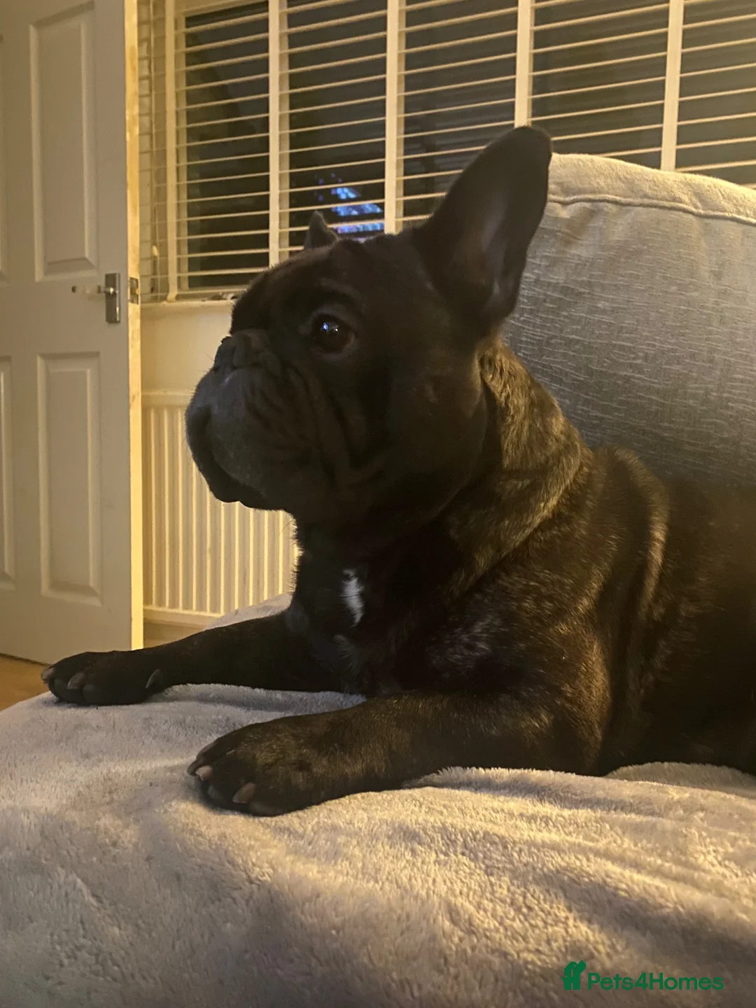 French Bulldog dogs for sale: Max - French Bulldog  in Oldham - Advert 2