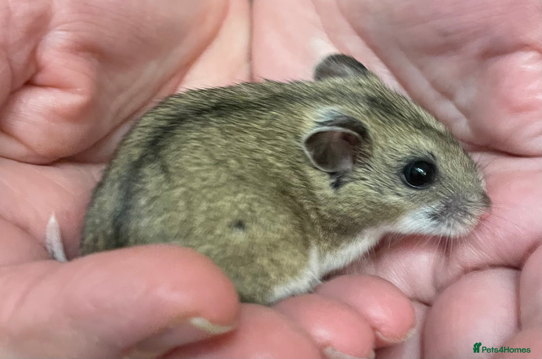 Hamster rodents Chinese female hamster from show stock - Advert 7