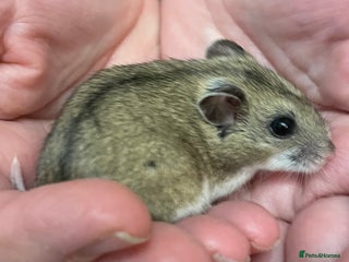 Hamster rodents Chinese female hamster from show stock - Advert 1