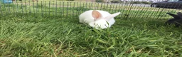 New Zealand rabbits for sale: Last New Zealand Rabbit - Advert 8
