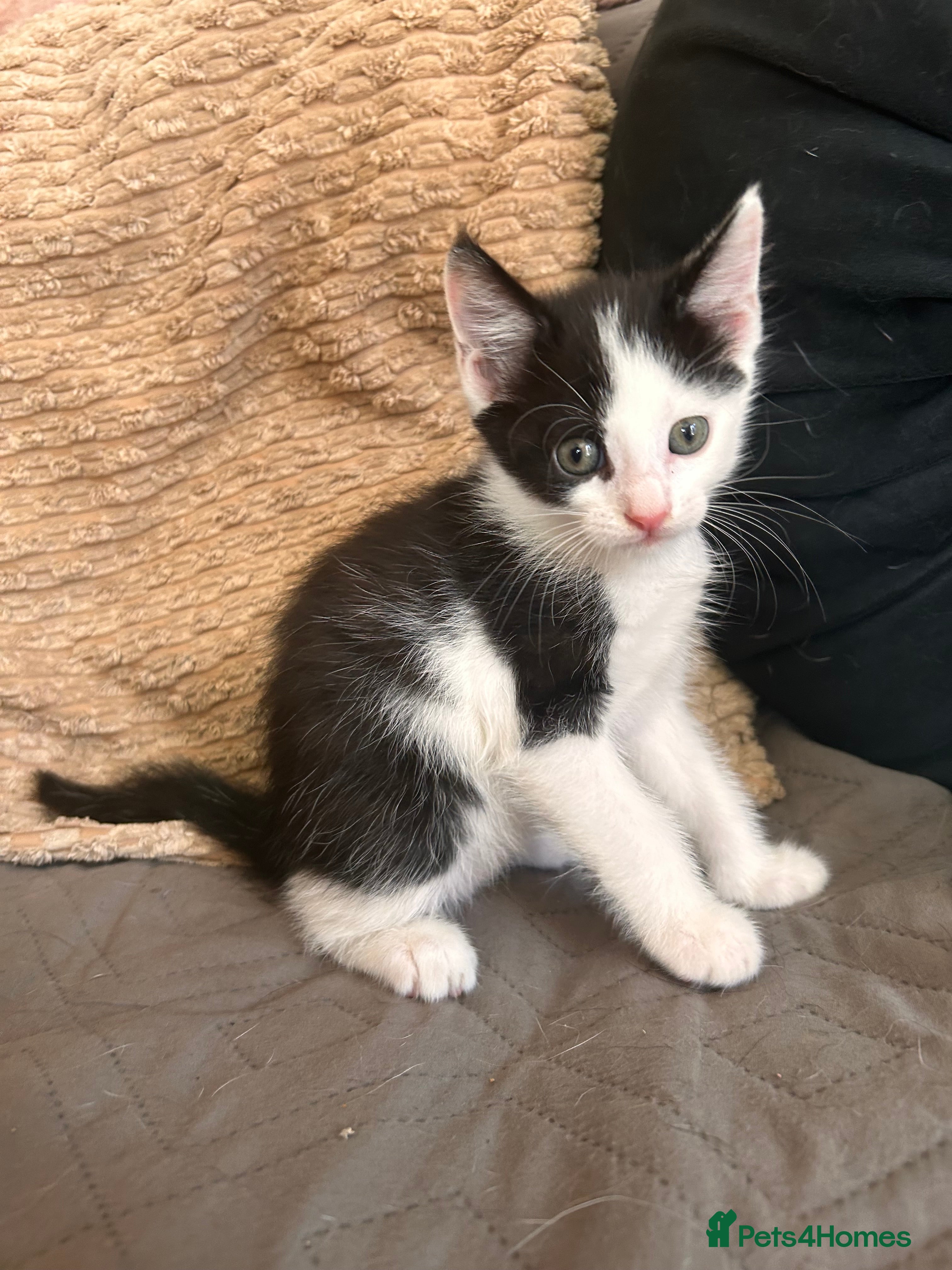 Mixed Breed cats Beautiful Mixed Boys  - Advert 1