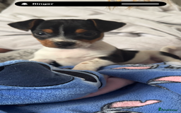 Jack Russell dogs for sale: Female jack Russell puppy  - Image 3