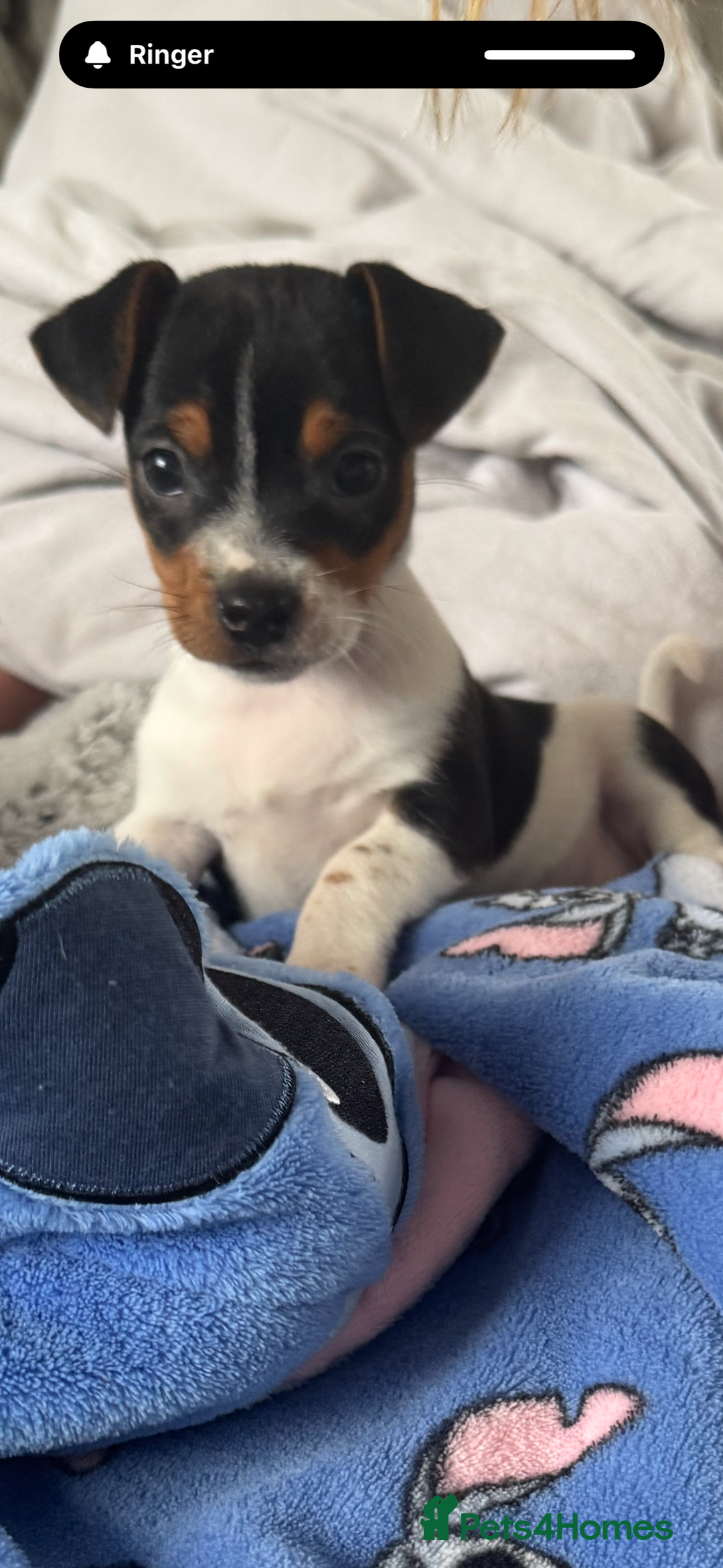 Jack Russell dogs for sale: Female jack Russell puppy  - Image 3
