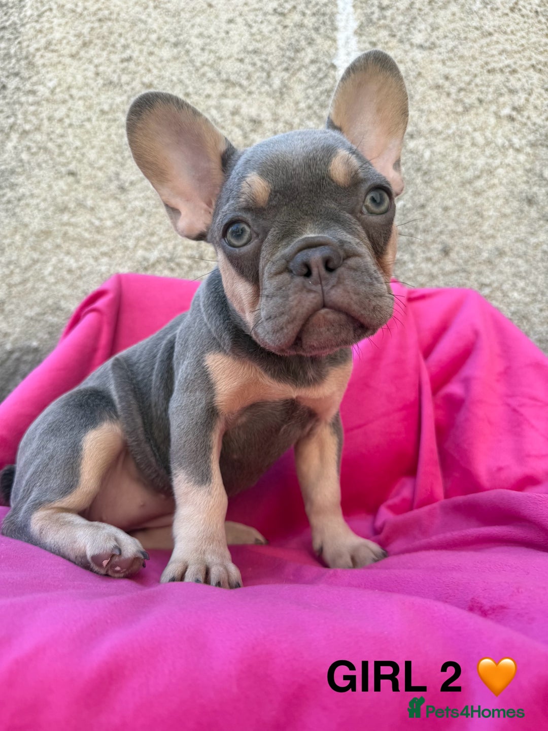 French Bulldog dogs for sale: 🔥READY TODAY Quality KC French Bulldog Puppies✨🔥 - Image 16