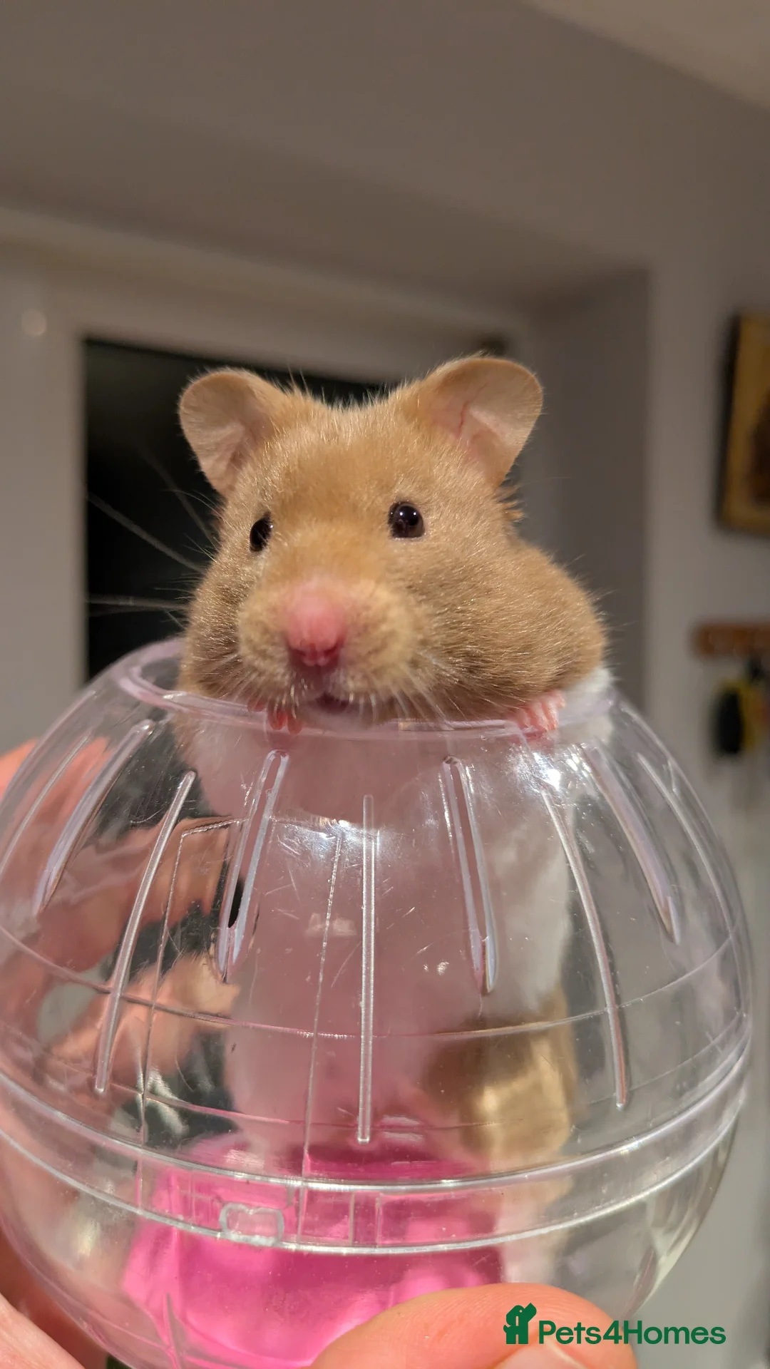 Hamster rodents for sale: Peanut Female Syrian Hamster + cage + accessories  in Reading - Advert 2