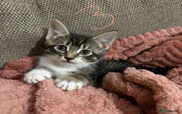 Mixed Breed cats for sale: 3 beautiful female kittens  - Image 20