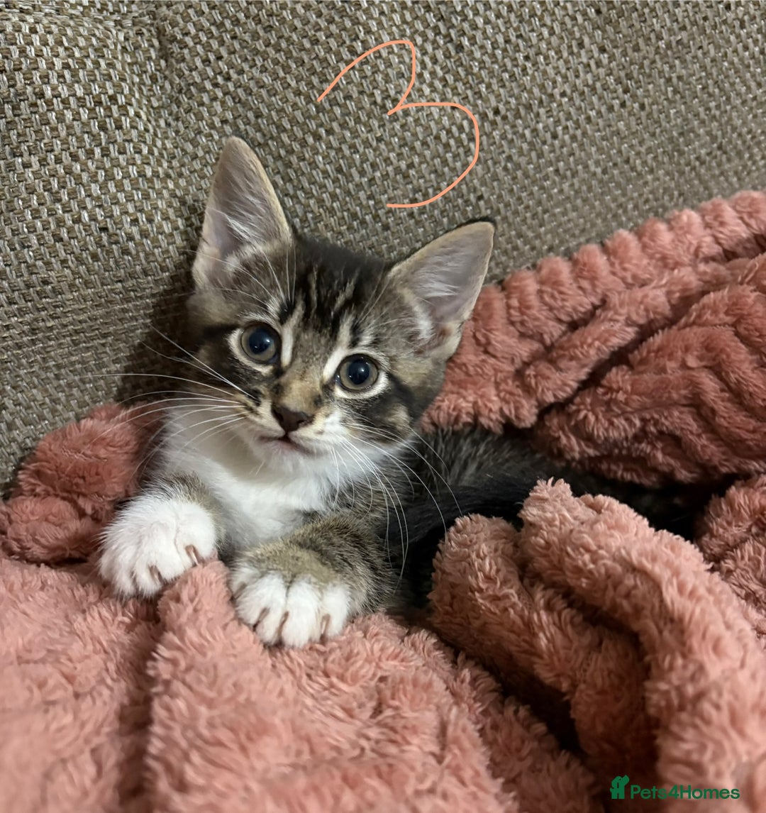 Mixed Breed cats for sale: 3 beautiful female kittens  - Image 20