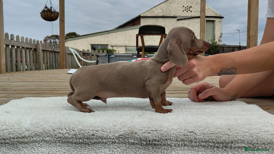 Miniature Dachshund dogs for sale: Outstanding Tweedle True Miniatures - Image 3