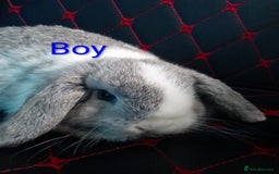 Mini Lop rabbits for sale: Beautiful Mini Lop Bunnies available  - Image 14