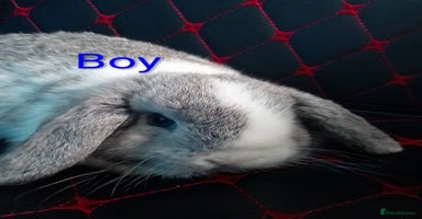 Mini Lop rabbits - Advert 4