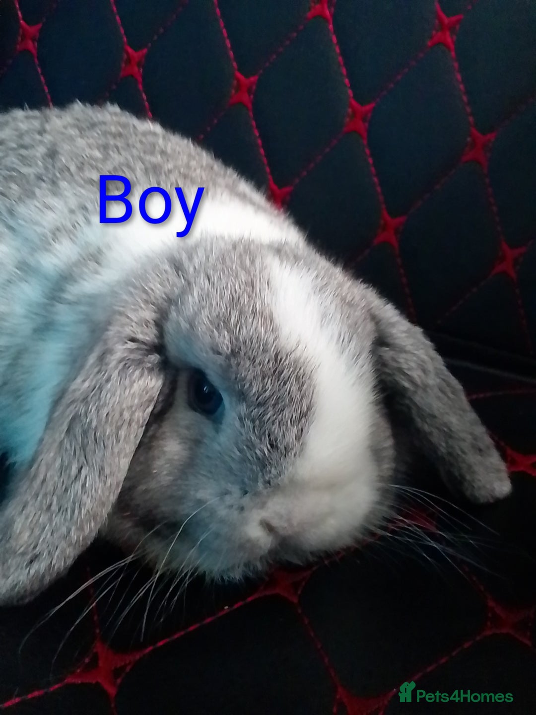 Mini Lop rabbits for sale: Beautiful Mini Lop Bunnies available  - Image 14