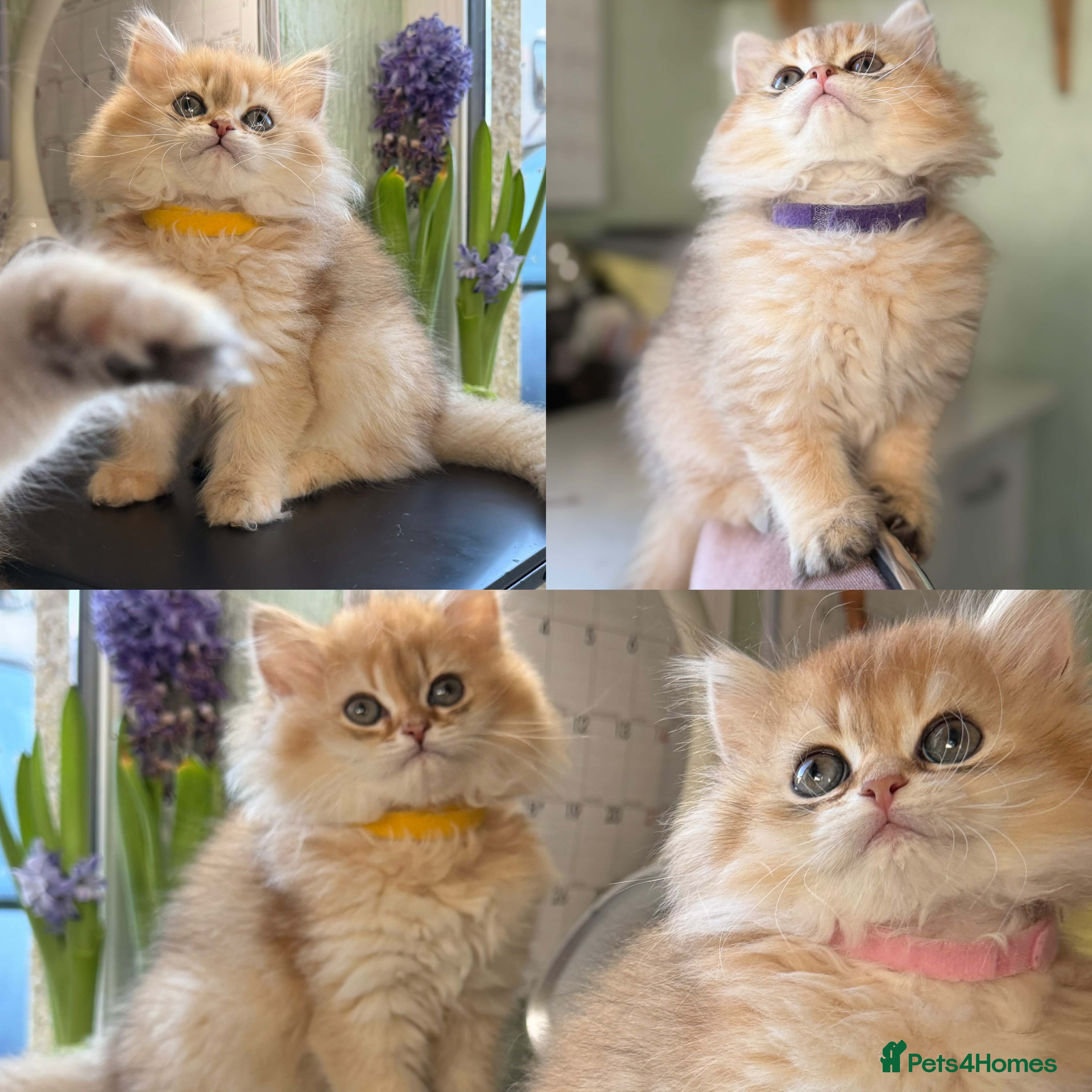 British Longhair cats CHUNKY, BEAUTIFUL BLH GOLDEN KITTENS  - Advert 16