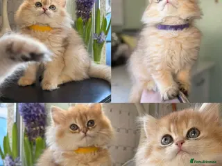 British Longhair cats CHUNKY, BEAUTIFUL BLH GOLDEN KITTENS - Advert 2