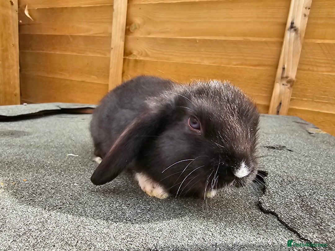 Mini Lop rabbits for sale: Mini lops ready now. - Image 3