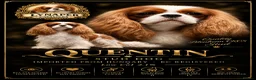Cavalier King Charles Spaniel dogs for stud: Stunning Blenheim CKCS STUD boy - Advert 1