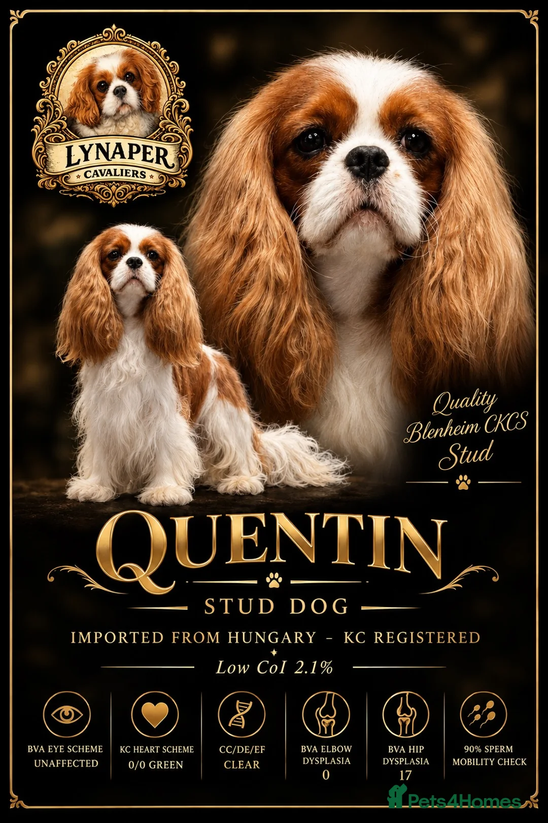 Cavalier King Charles Spaniel dogs for stud: Stunning Blenheim CKCS STUD boy - Advert 1