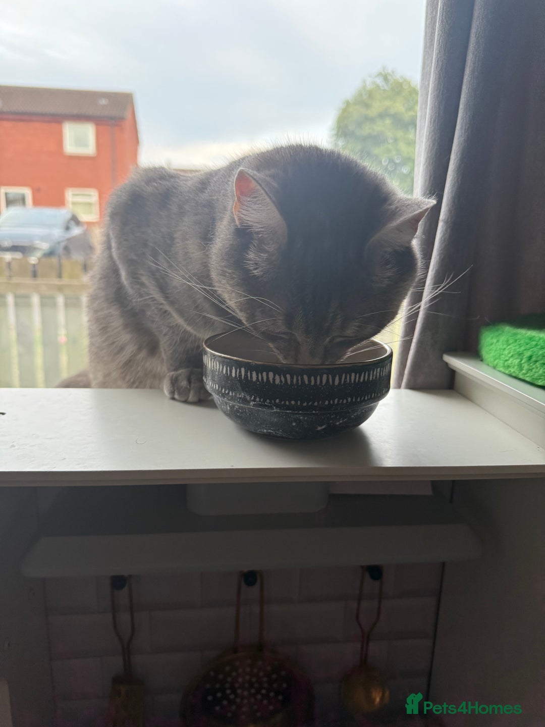 Domestic Shorthair cats for sale: Gorgeous grey tabby female. - Image 4