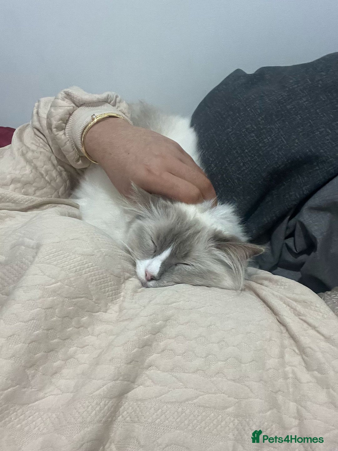 Ragdoll cats for sale: 5 year old ragdoll- urgently need to rehome - Image 2