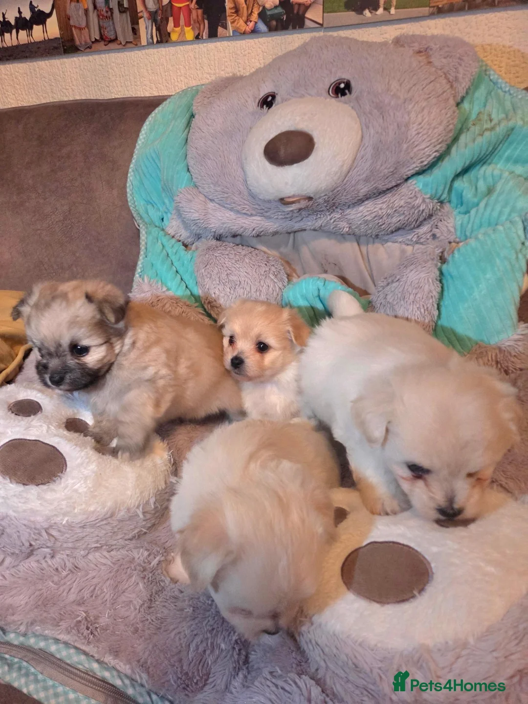 Mixed Breed dogs for sale: Adorable Puppies🐶🐶🐶 - Advert 1