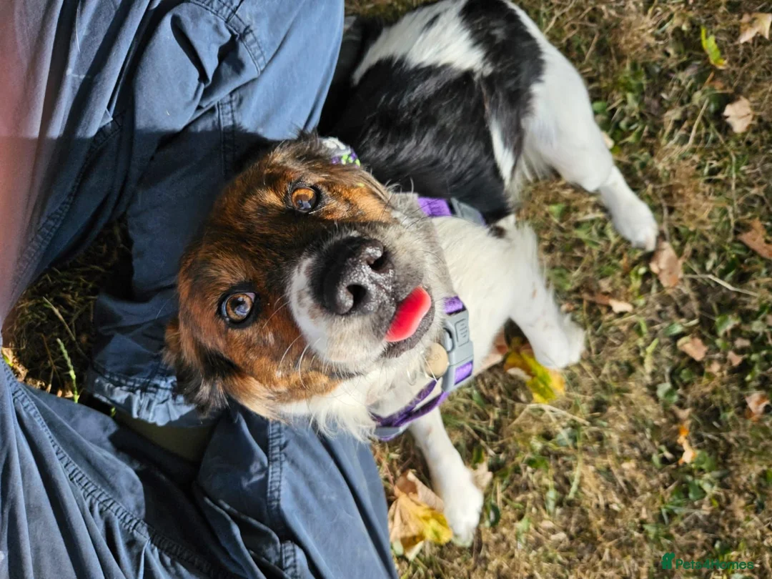 Mixed Breed dogs for adoption: Nettle - Advert 2
