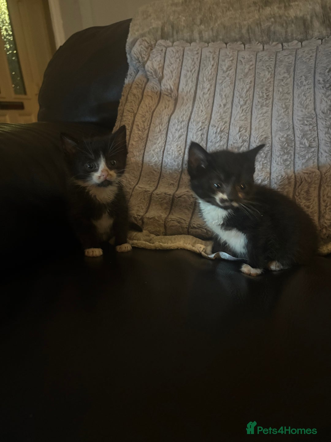 Mixed Breed cats for sale:  Beautiful little kittens needing new homes  - Advert 5