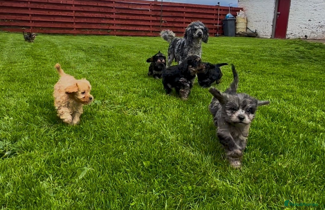 Cavapoo dogs for sale: Top Class Cavapoo pups  - Image 6