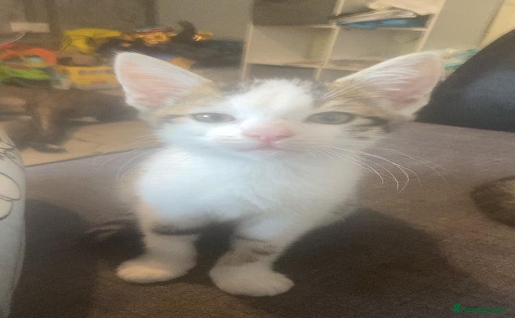 Mixed Breed cats - Advert 17