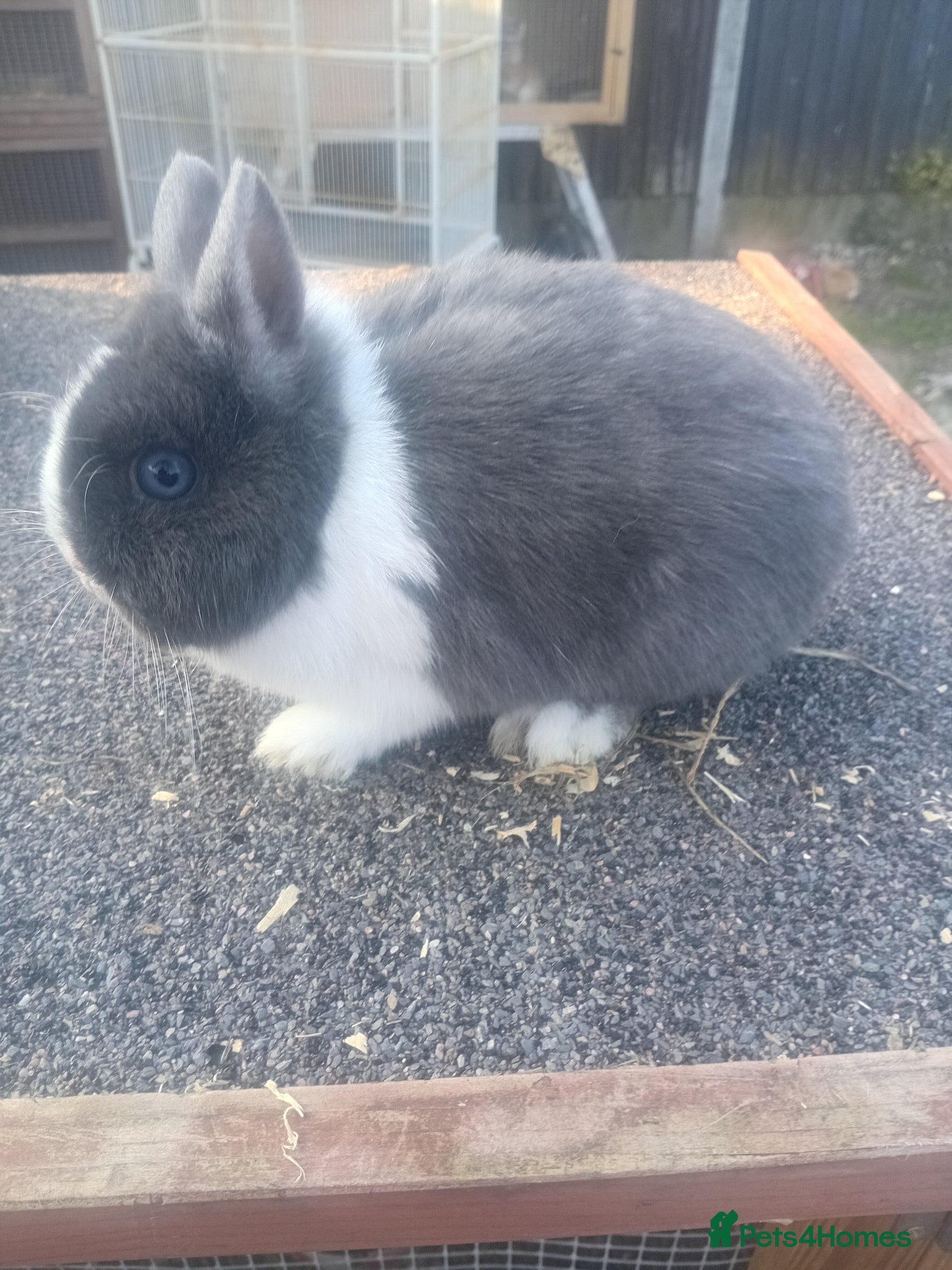 Netherland Dwarf rabbits Netherland dwarfs females - Advert 11