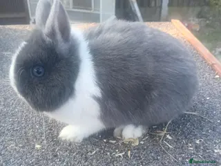 Netherland Dwarf rabbits Netherland dwarfs females - Advert 11