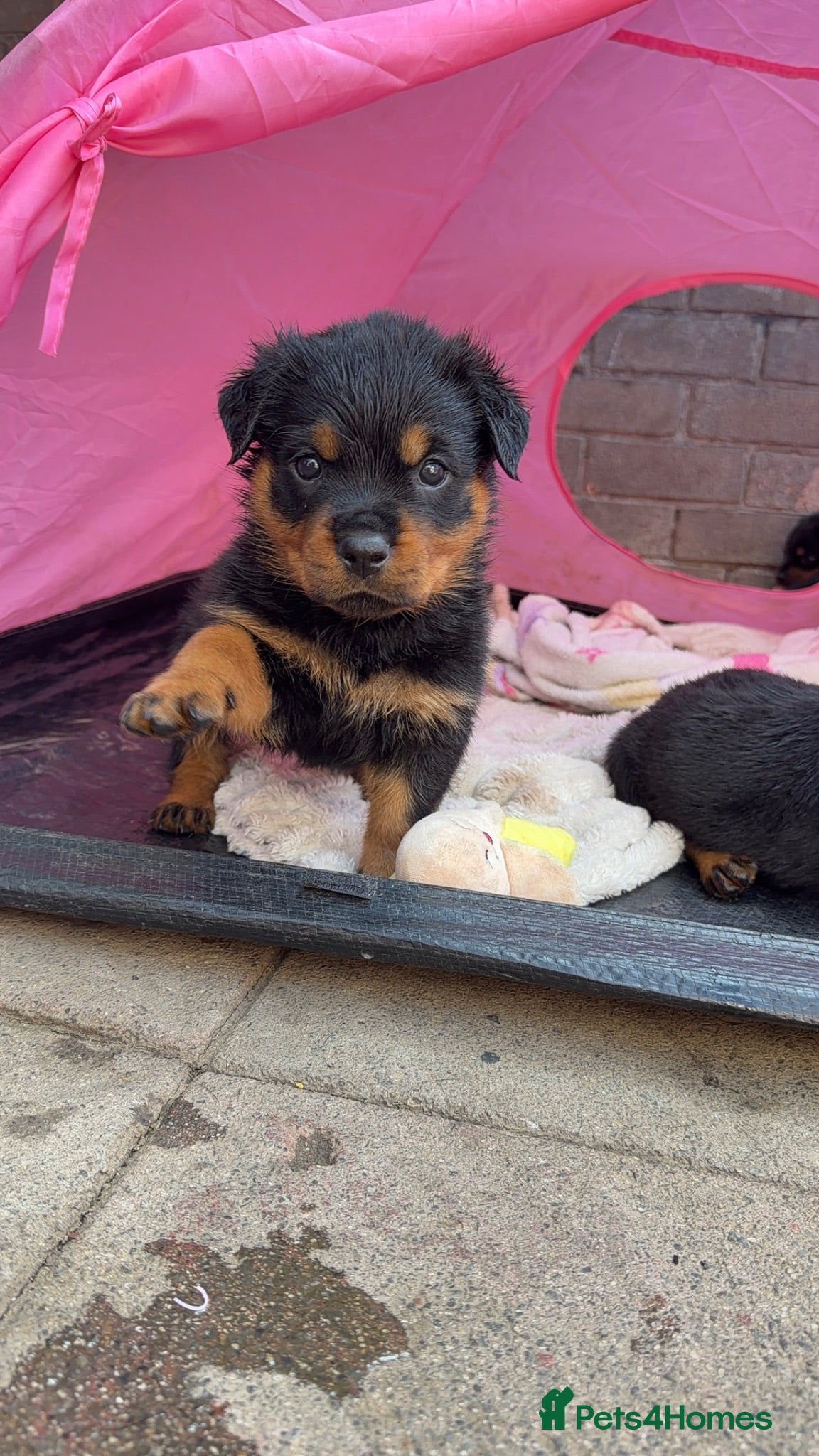 Rottweiler dogs ⭐️ KC registered Rottweiler puppies ⭐️ - Advert 2