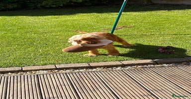 Cocker Spaniel dogs - Advert 6