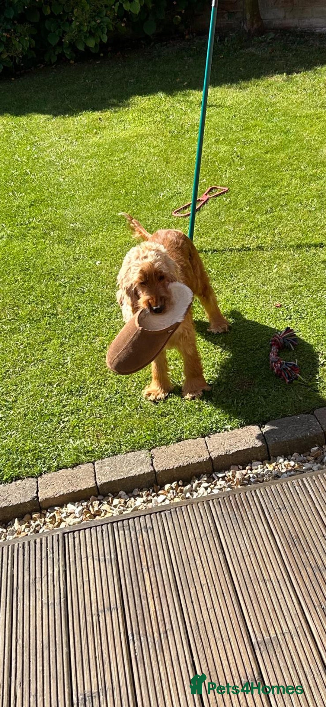 Cocker Spaniel dogs for sale: Gorgeous Show Spaniel, KC Registered  - Image 4