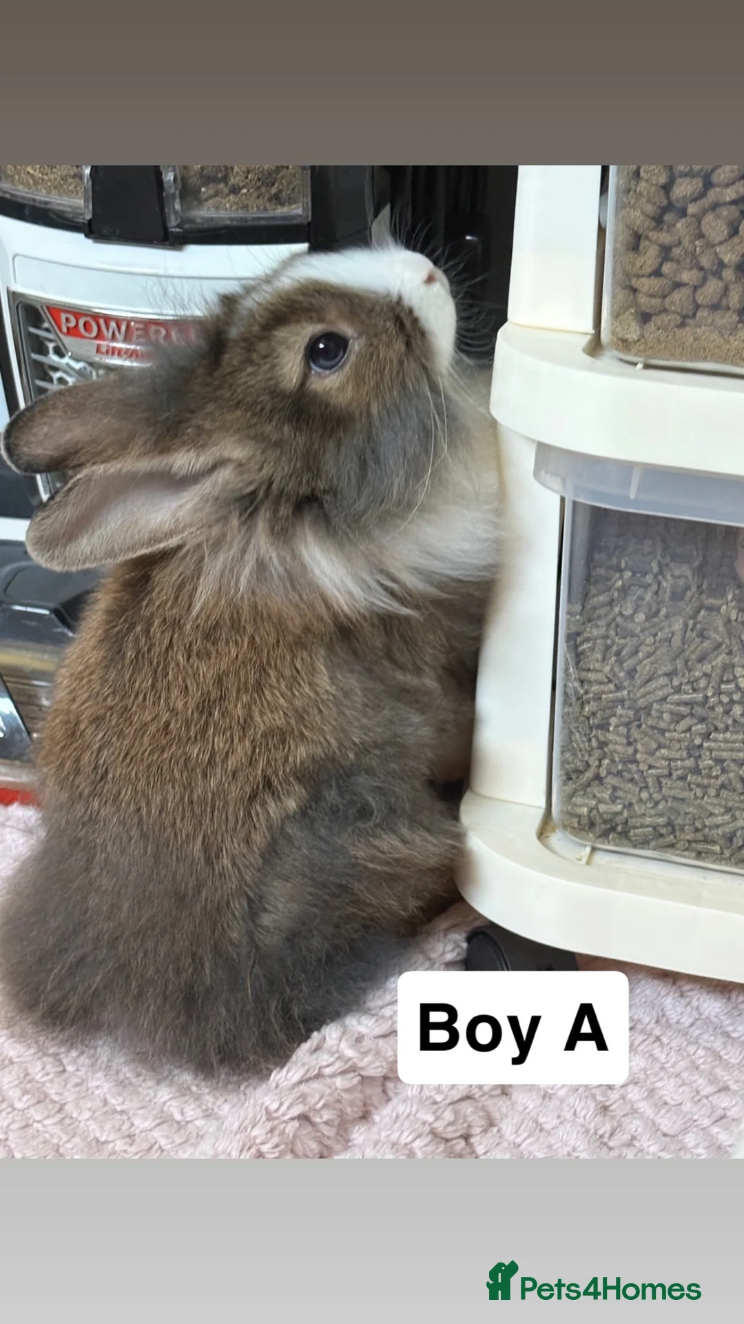 Mixed Breed rabbits for sale: Adorable Bunnies Looking for Their Forever Homes in Colchester - Advert 2