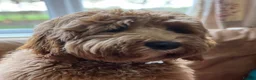 Australian Labradoodle dogs for stud: Theodore 100 percent Australian labradoodle  - Advert 4