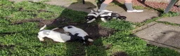 English Springer Spaniel dogs for sale: KC English Springer Spaniel pups - Advert 6