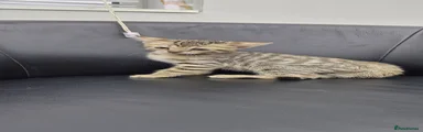 Bengal 4