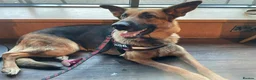 German Shepherd dogs for sale: German Shepherd Puppies  - Advert 2