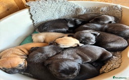 Mixed Breed dogs for sale: Boerboel X Mastiff - Image 2