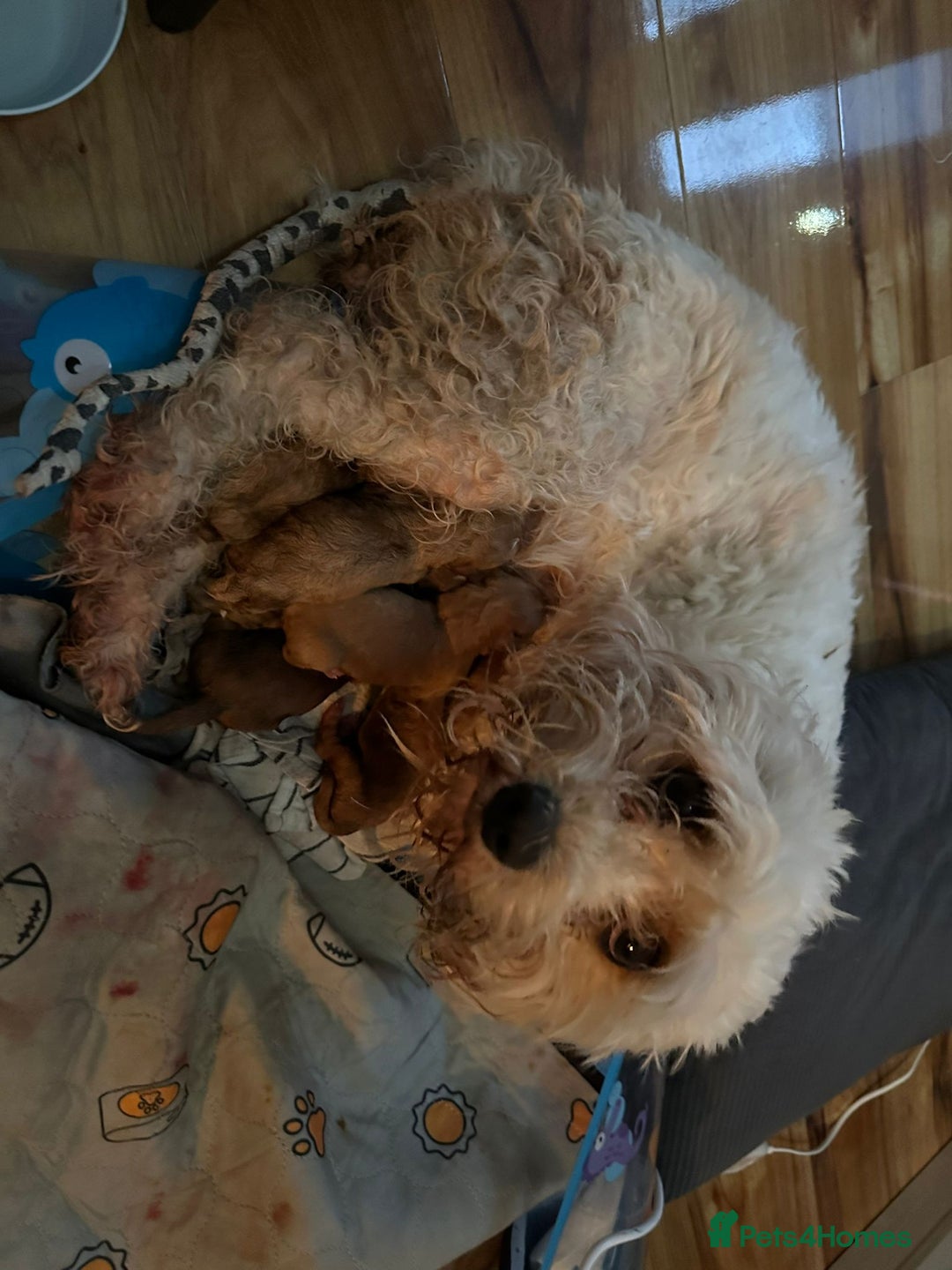 Toy Poodle dogs for stud: Beautiful Red Toy Poodle for Stud in Motherwell - Advert 40