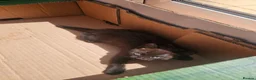 Mixed Breed cats for sale: ​Beautiful kittens looking for a loving home - Advert 4