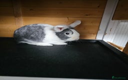 Netherland Dwarf rabbits for sale: Lovely grey netherlands drawf - Image 2
