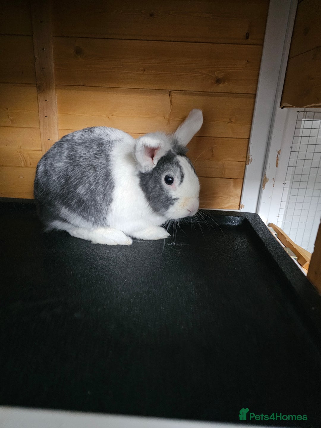 Netherland Dwarf rabbits for sale: Lovely grey netherlands drawf - Image 2