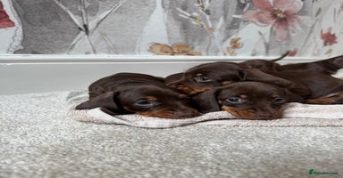 Miniature Dachshund dogs - Advert 2