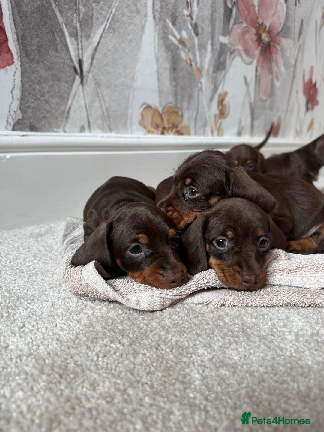 Miniature Dachshund dogs for sale: Quality miniature dachshund puppies  - Image 2