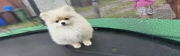 Pomeranian dogs for sale: Super fluffy small cream sable pomeranians - Advert 9
