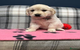 Golden Retriever dogs for sale: 🐶 Gorgeous Chunky Golden Retriever Puppies 🐶 - Advert 28