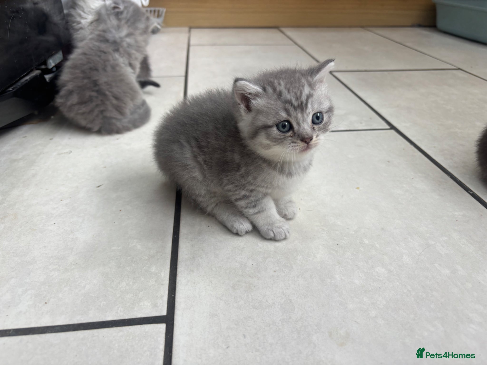 British Shorthair cats for sale: 1 beautiful British Blue - Advert 10
